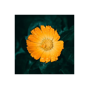 Calendula